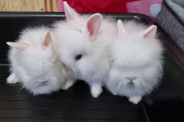 Image 2 of Double maned white Lionhead blue eyes Beautiful Pure bred cr