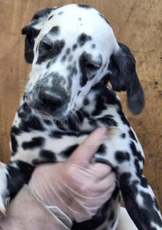 Image 2 of For sale Dalmatian pups
