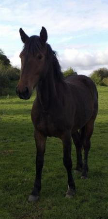 Image 1 of ID x CONNIE X Rising 3 Year Old Filly
