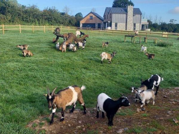 Image 1 of Pygmy Goat for sale, lots to choose from