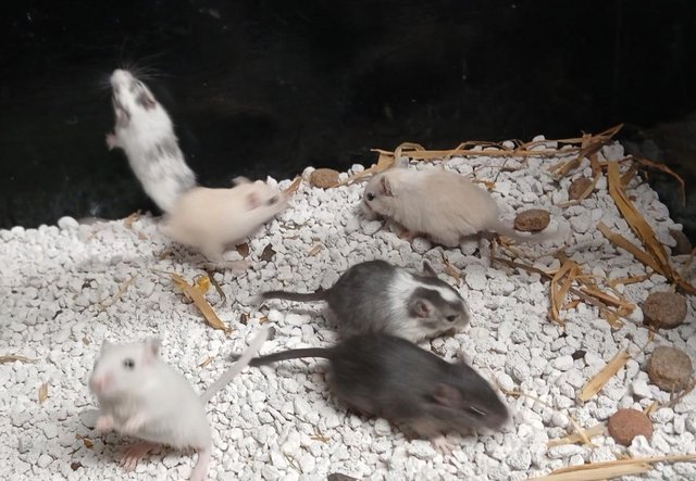 Image 4 of Baby Gerbil's , Males and Females