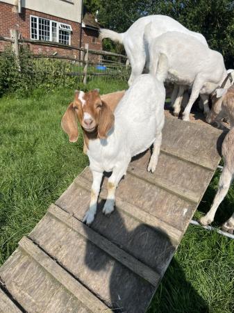Image 2 of 6 Boer castrated male goats for sale