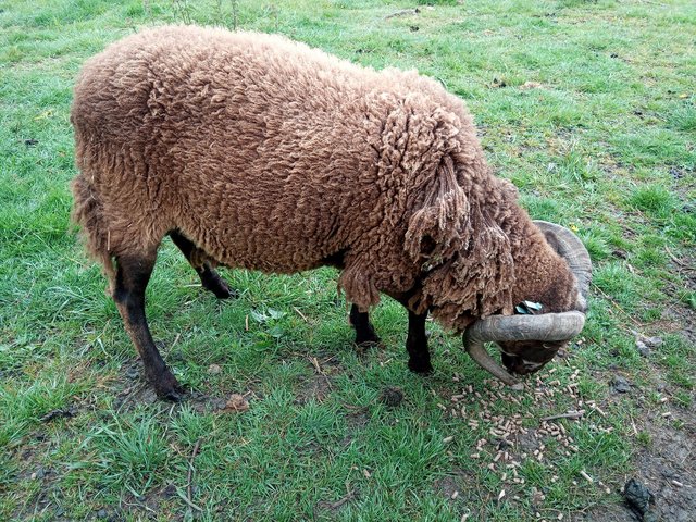 Preview of the first image of Shetland sepp intact ram.