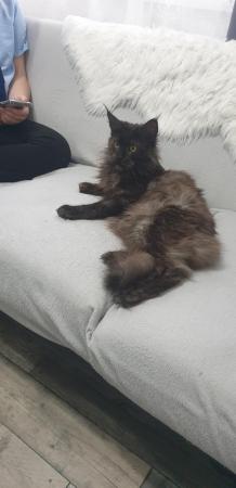 Image 1 of Maine Coon adult female for sale