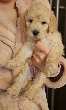 Image 11 of Cockapoo puppies for sale blonde and red