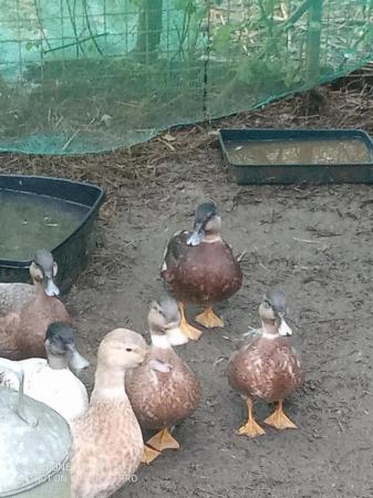 Image 3 of Call ducks hatched July for sale