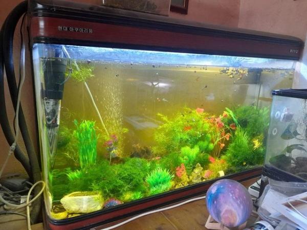 Image 5 of Boyu LZ-1200 fish tank with FX4 Filter pump