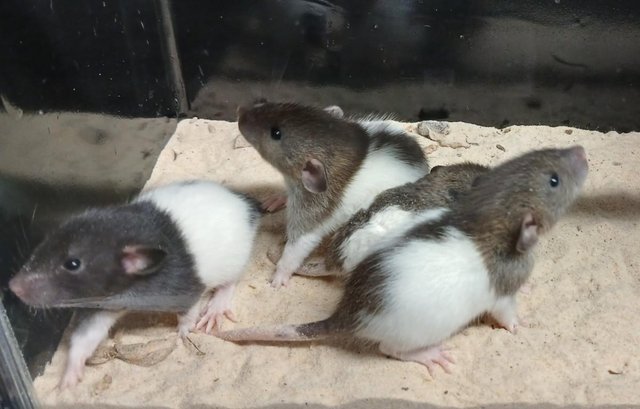Image 23 of Baby Dumbo and Straight eared Rats