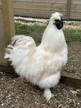 Image 1 of 8 month old white silkie cockerel chicken for sale