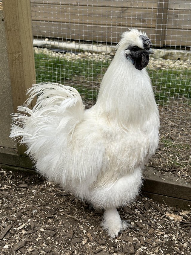 Preview of the first image of 8 month old white silkie cockerel chicken for sale.