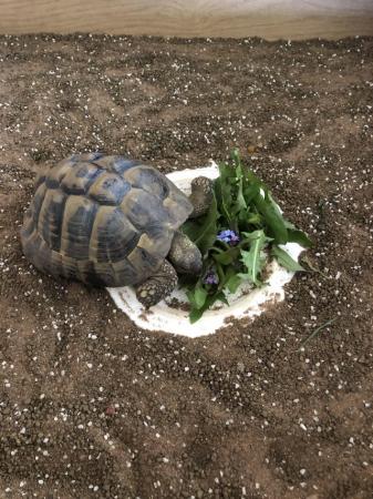 Image 5 of Hermann Tortoise and tortoise table