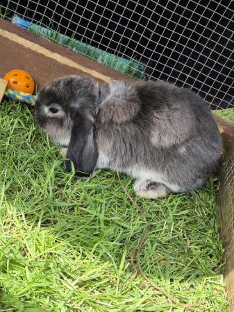 Image 10 of 8 week old Mini lops for  sale