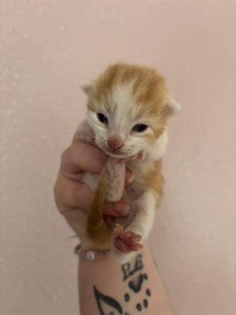 Image 5 of Gorgeous Kittens for sale