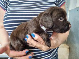Image 8 of KC registered Cocker Spaniels puppies for sale