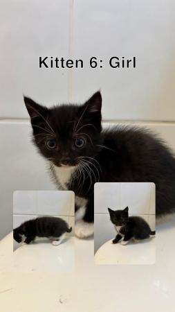 Image 5 of 3 LEFT Black and white kittens
