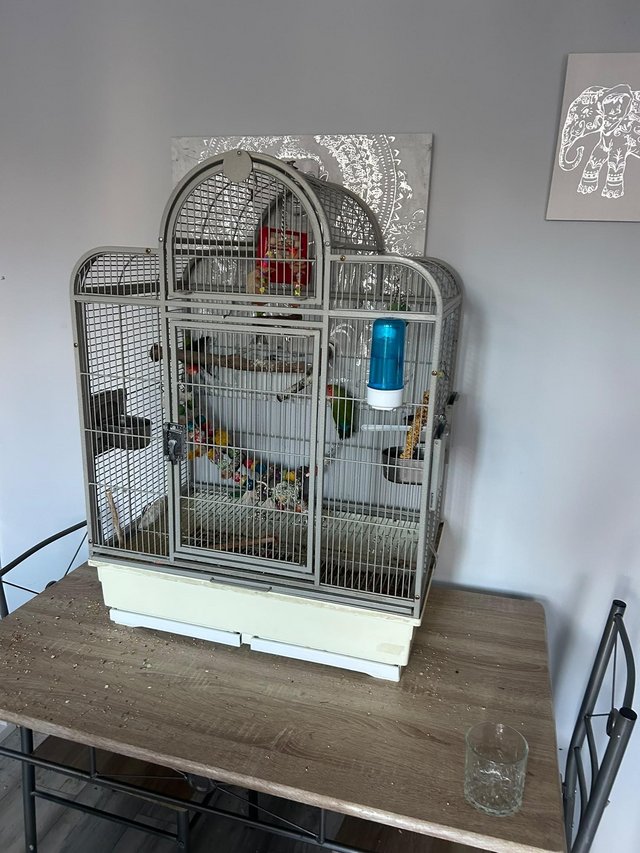 Love birds one male one female in cage — photo 2 of 4