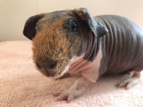 Image 5 of Skinny Pig Sow from Imported Lines