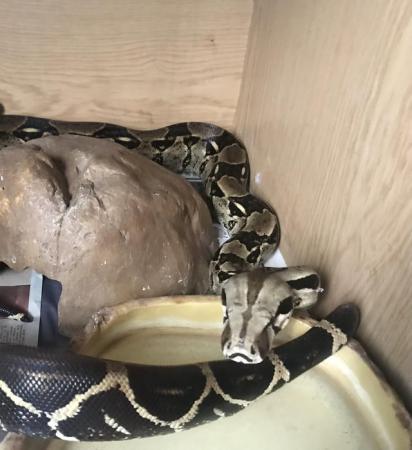 Image 2 of Female Boa Constrictor Doncaster