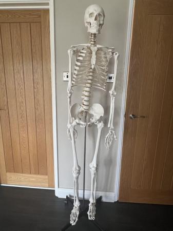 Image 3 of Complete Human Skeleton Model