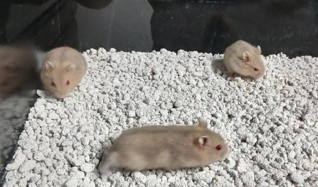 Image 32 of Baby Campbell's Hamsters