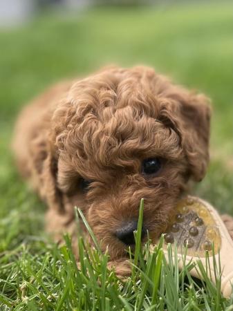 Image 12 of *DNA HEALTH TESTED* Cavapoo puppies