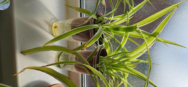 Image 2 of Free Spider Plants to Good Home