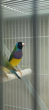 Image 4 of One pair of gouldian finches for sale