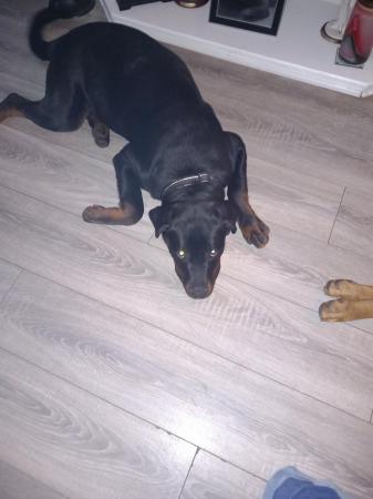 Image 1 of 8 month old rottweiler pup for sale
