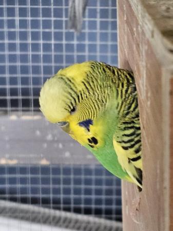 Image 3 of Budgies and cockatiels for sale