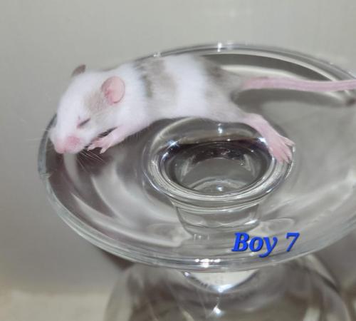 Image 8 of Baby mice - boys £2 great pets. 2 left