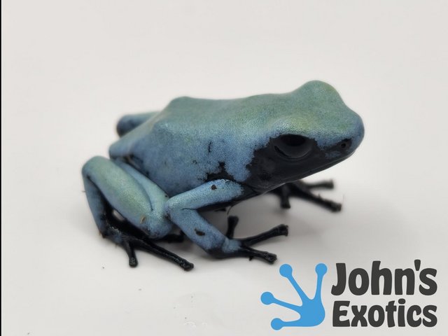 Preview of the first image of Blue Splashback Dart Frogs.