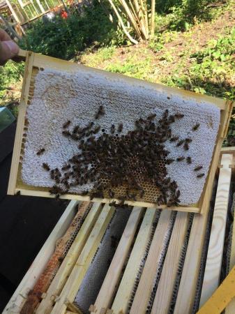 Image 5 of 6 frames nucleus colonies bees bee hive