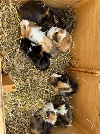 Image 2 of 4 x  Pretty long haired female guinea pigs.