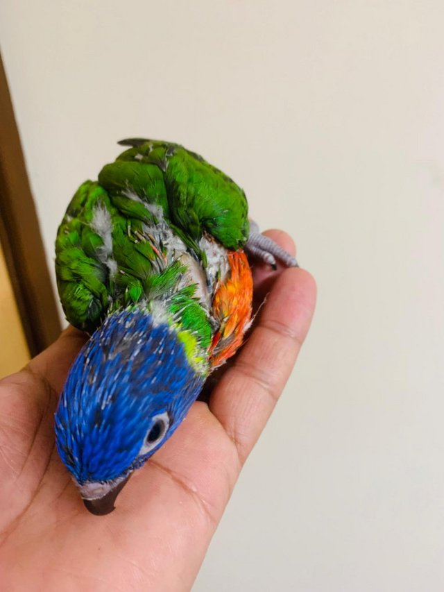 Preview of the first image of Hand reared Baby Rainbow Lorikeet.