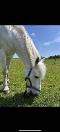 Image 1 of 14.1hh New Forest X TB 22yrs young for loan