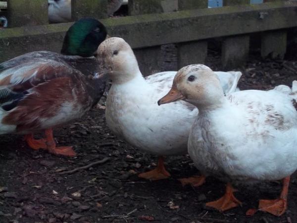 Image 8 of QUALITY CALL DUCK HATCHING EGGS AVAILABLE £3 EACH