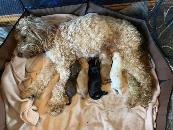 Image 2 of Cockapoo puppies- last pup available- now reduced