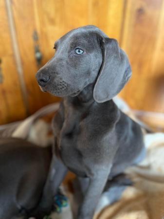 Image 8 of Special home needed Beautiful Blue Weimaraner Puppy
