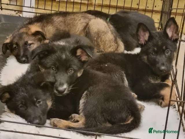 Preview of the first image of German Shepherd Puppies.
