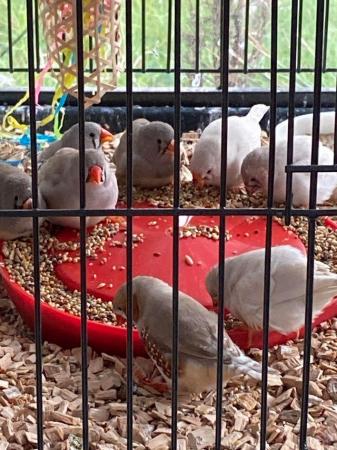 Image 6 of Zebra Finches young hatched this year from £12 each