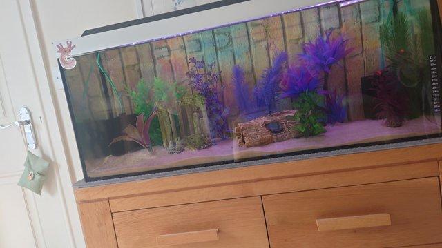 Image 1 of 3ft Axolotl or fish tank with accessories for sale