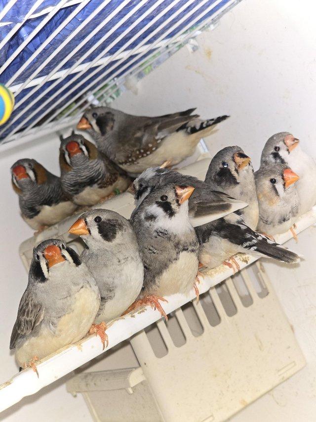 Preview of the first image of Young Zebra finches for sale.