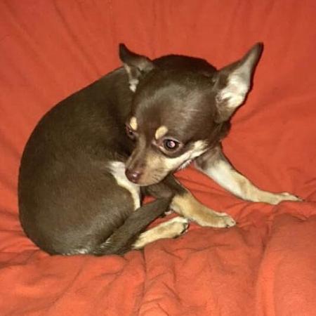 Image 13 of DELILAH - a Delectable, Miniature Chocolate Chihuahua Girl !