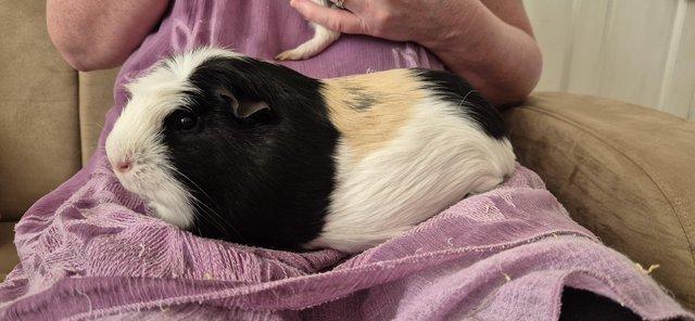 Image 3 of 2 x Male Guinea Pigs (brothers)
