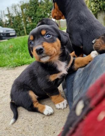 Image 12 of Beautiful dachshund x collie