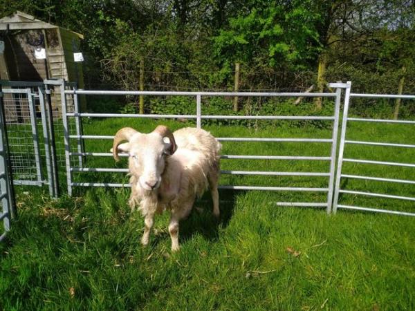 Image 5 of 12 month old registered wiltshire horn ram lamb