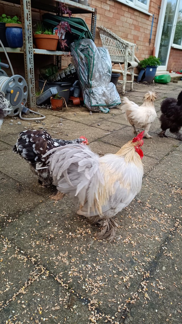 Preview of the first image of Two year old Bantam cockerel free to kind home.