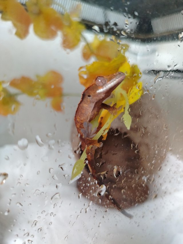 Preview of the first image of Baby crested gecko 3 months old.