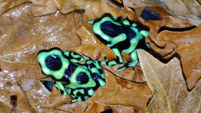Image 6 of For sale Dendrobates auratus green froglets