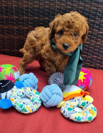Image 12 of Red Toy Poodle puppy ??